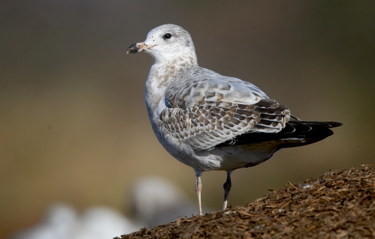 American Herring Gull - ML646279381