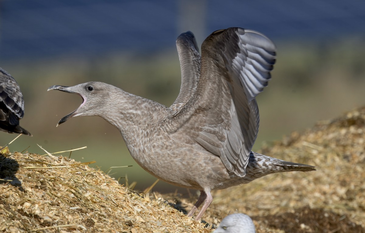American Herring Gull - ML646279382
