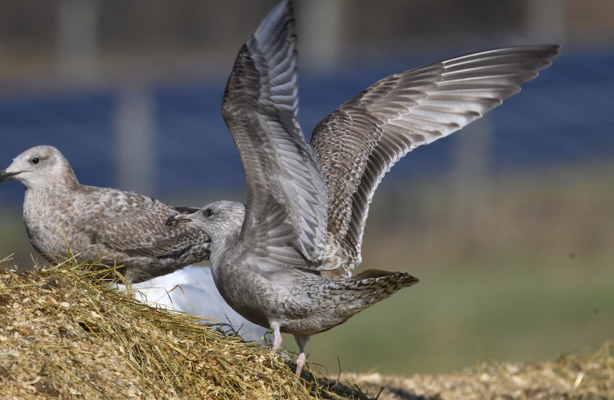 American Herring Gull - ML646279383