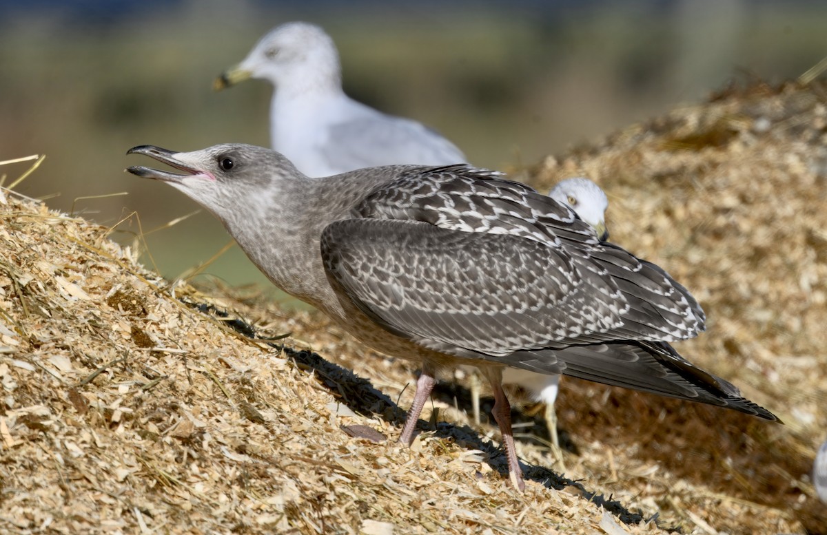 American Herring Gull - ML646279384