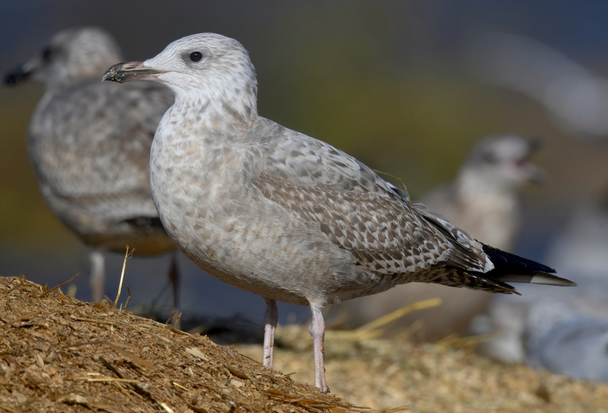 American Herring Gull - ML646279385