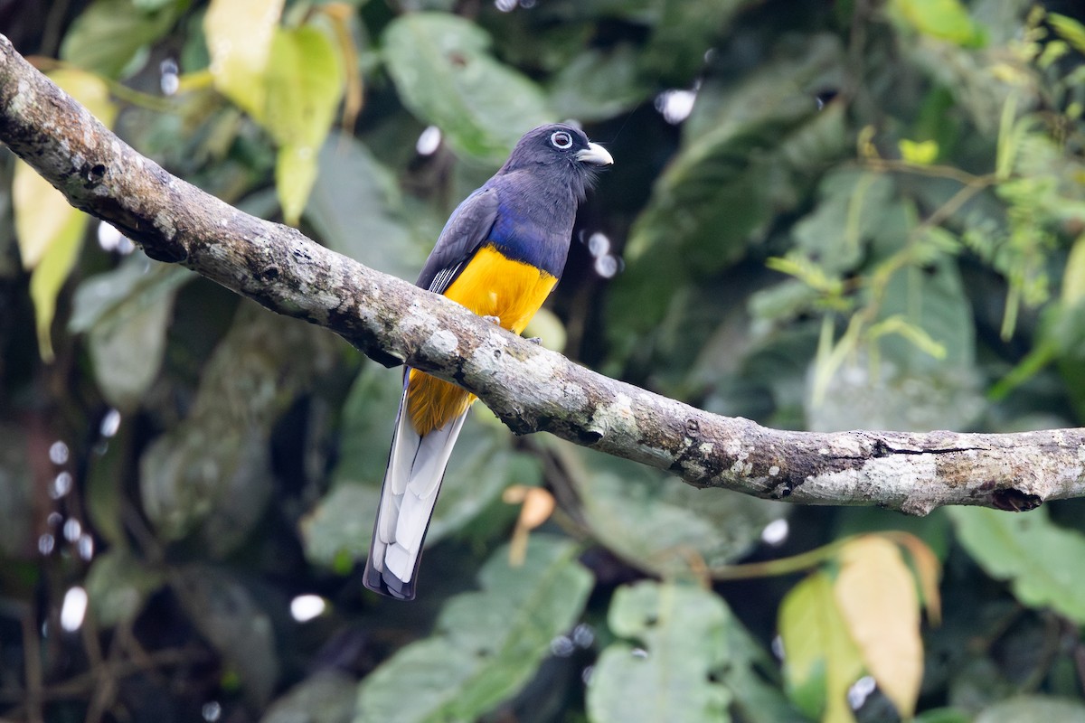 White-tailed Trogon - ML646279386