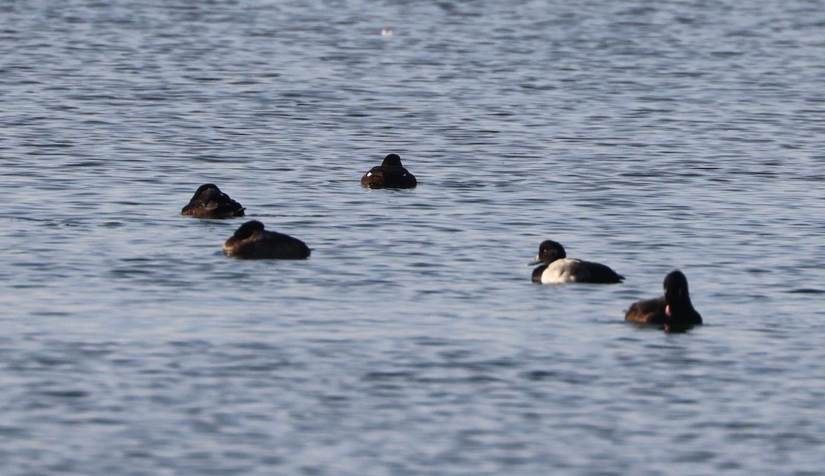 Greater Scaup - ML646279390