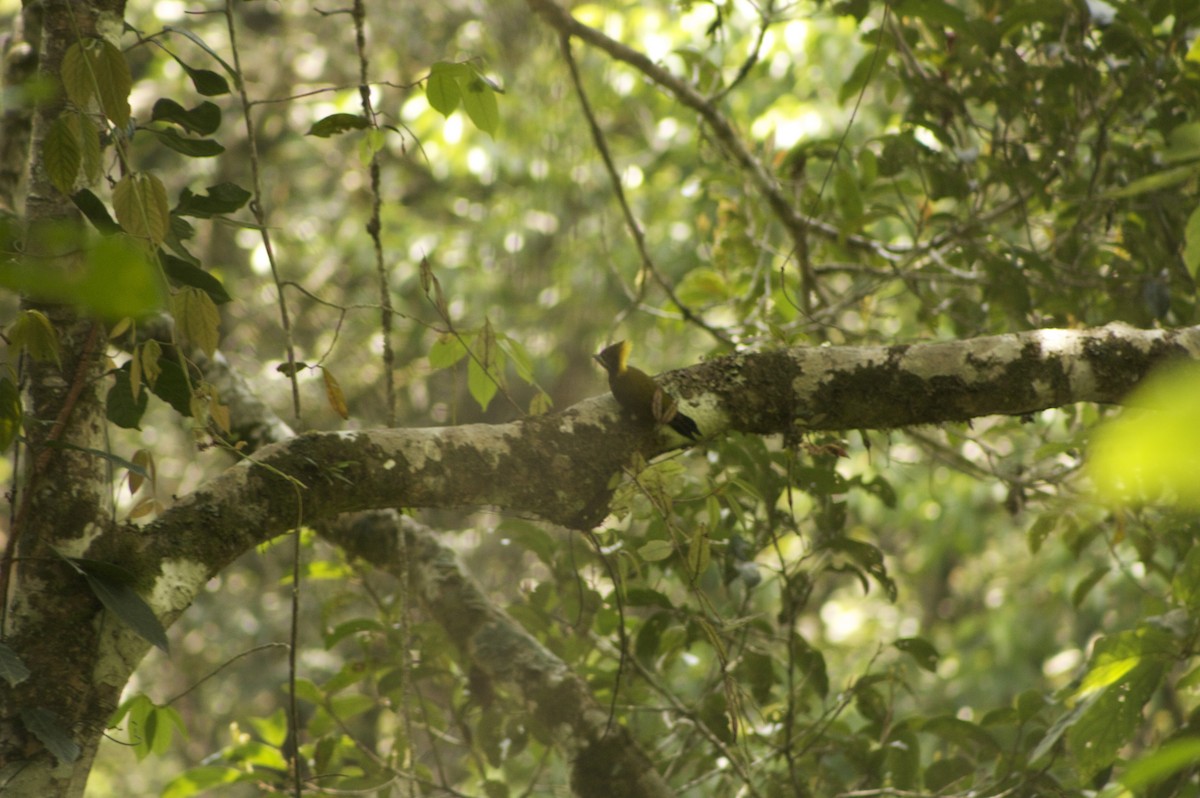 Pizidoa sp. - ML646279391