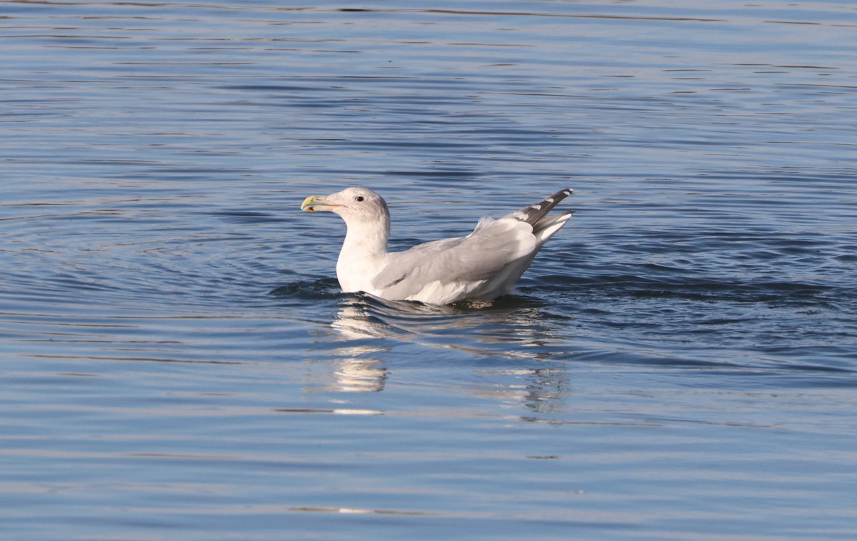 Glaucous-winged Gull - ML646279392