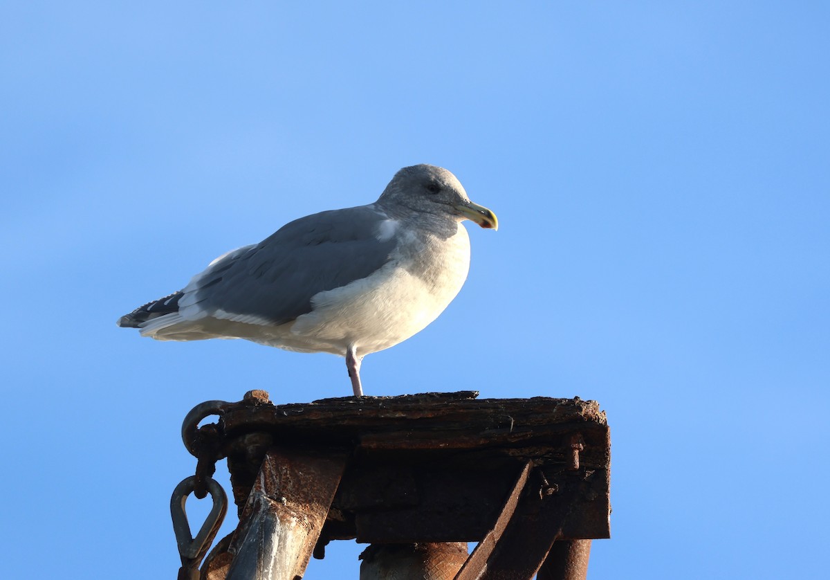Glaucous-winged Gull - ML646279393