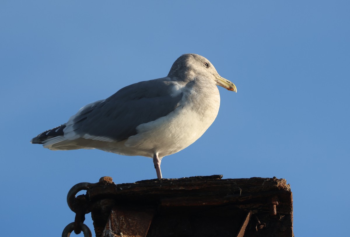 Glaucous-winged Gull - ML646279394