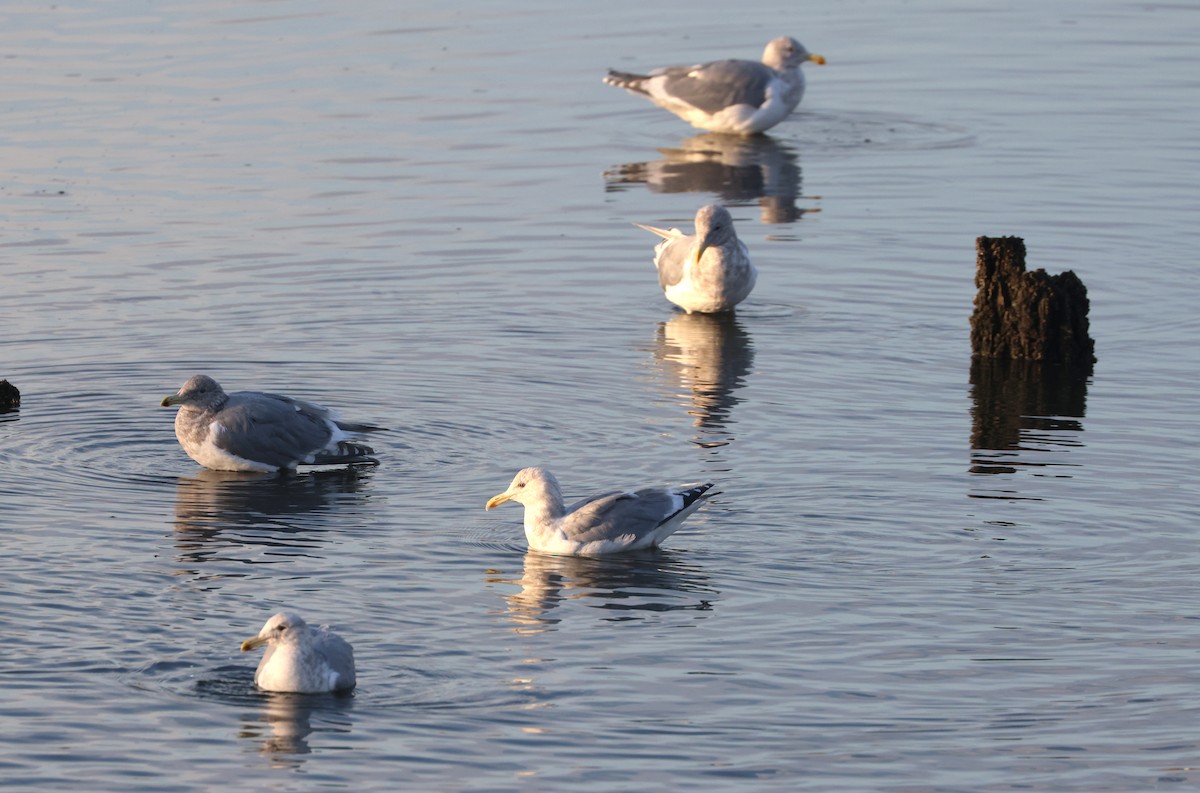 Glaucous-winged Gull - ML646279395