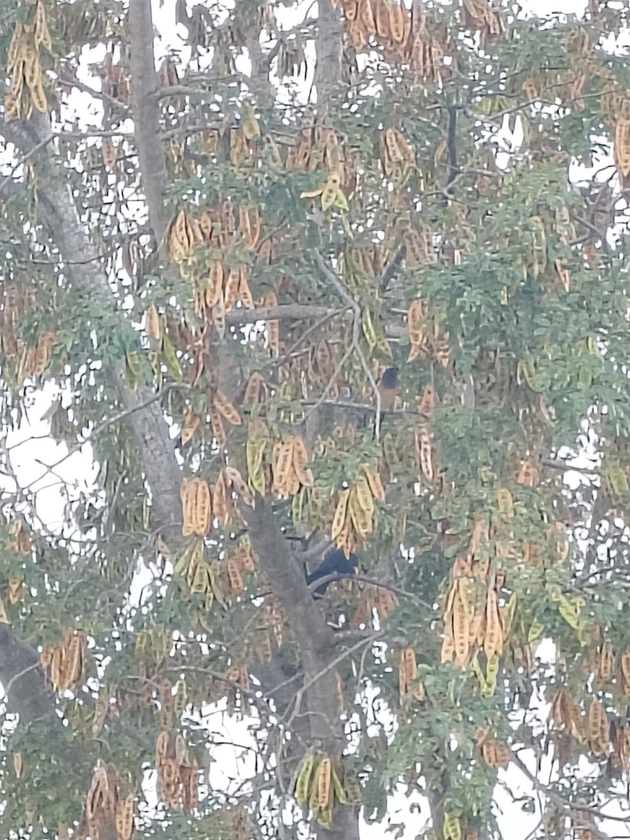 Rufous Treepie - ML646279404