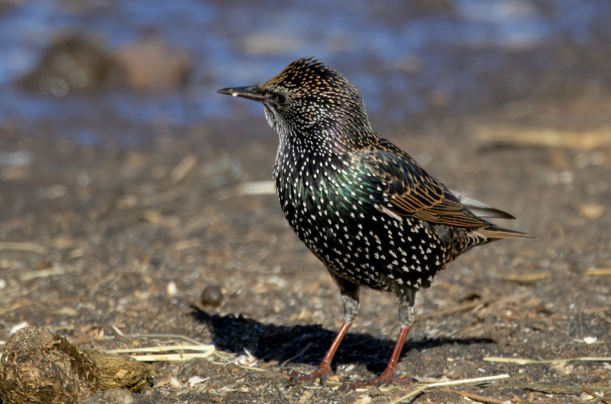 European Starling - ML646279410