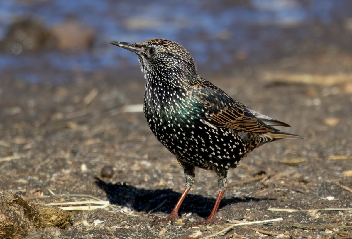 European Starling - ML646279411