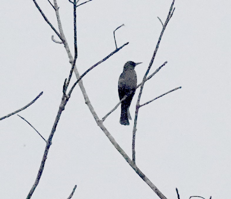 Горована індійська - ML646279413