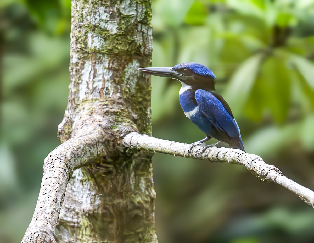 Blue-black Kingfisher - ML646279417