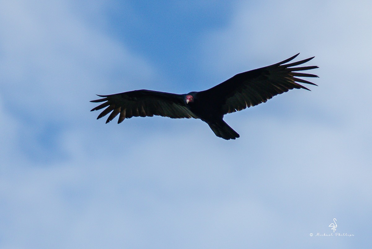 Turkey Vulture - ML646279419