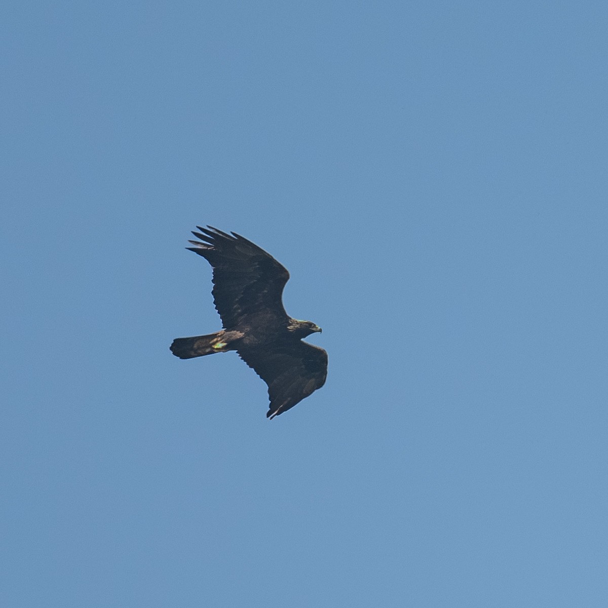 Golden Eagle - ML646279420