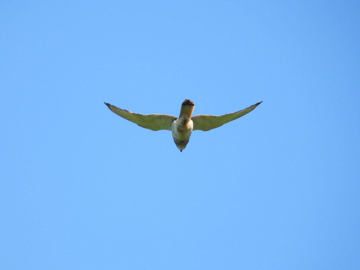 poštolka australská - ML646279424