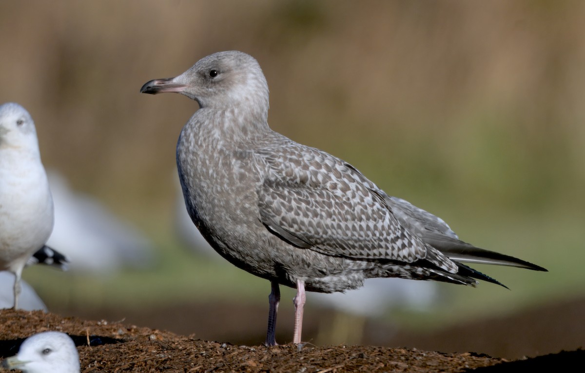 American Herring Gull - ML646279426
