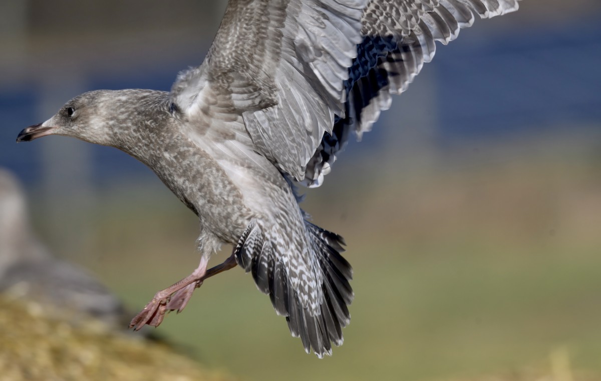 American Herring Gull - ML646279428