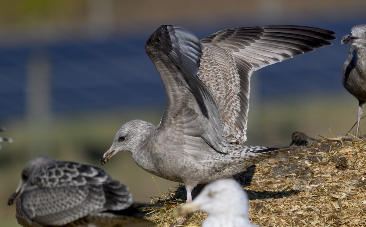 American Herring Gull - ML646279429