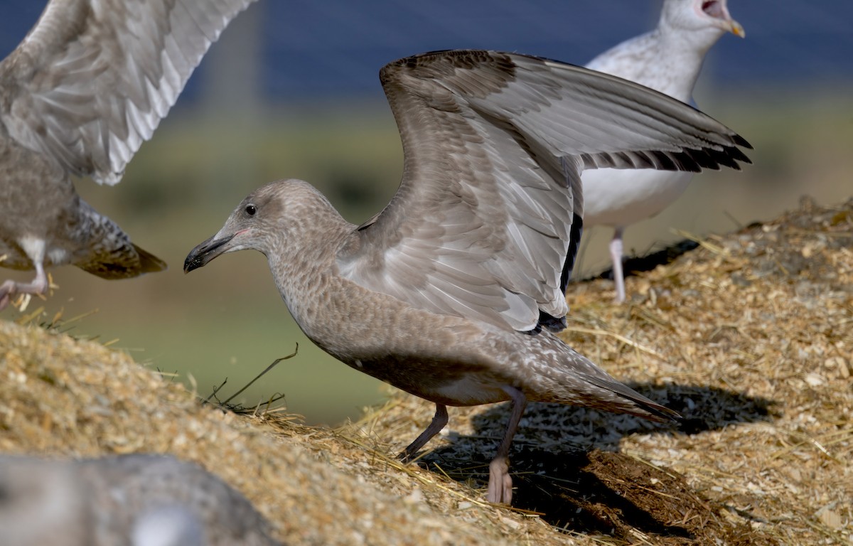 American Herring Gull - ML646279430