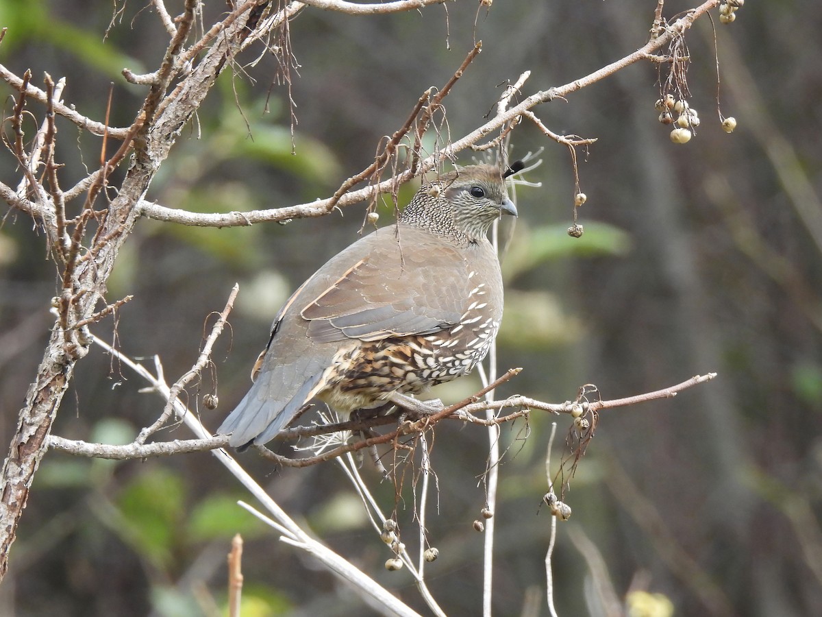 Kaliforniya Kolini - ML646279435