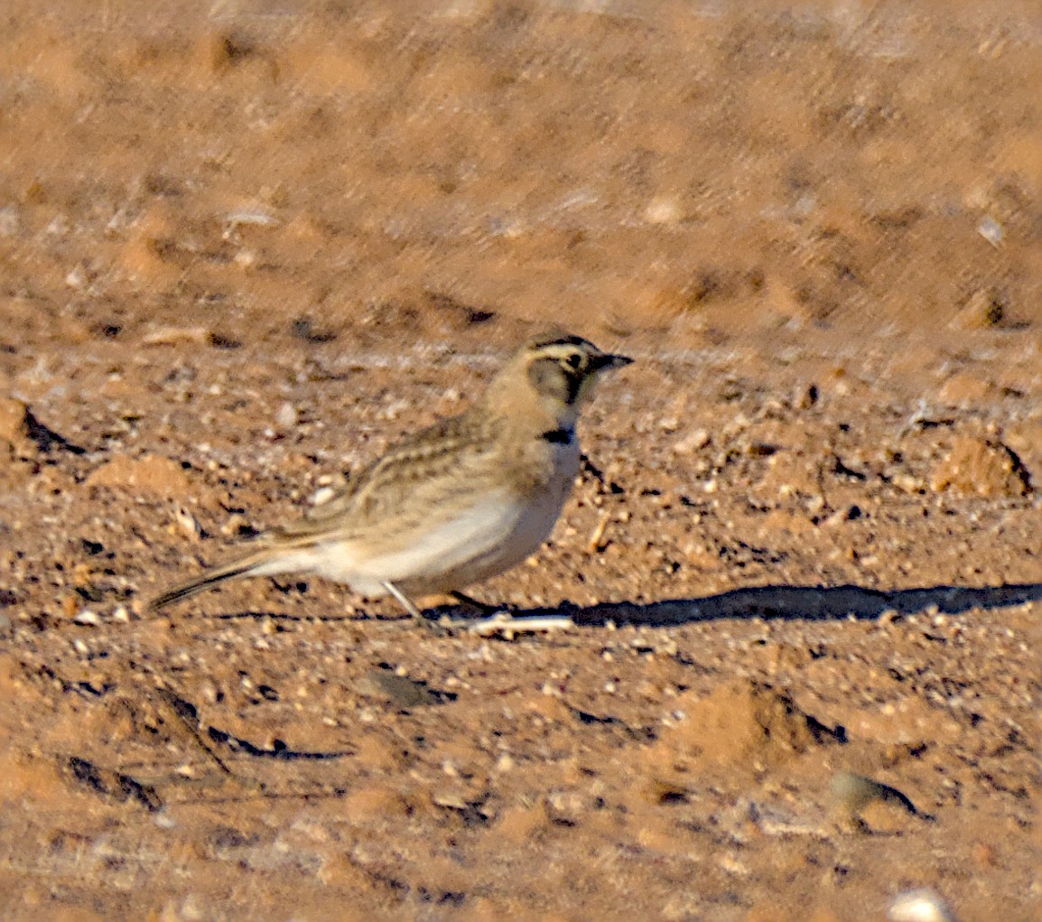 Horned Lark - ML646279445