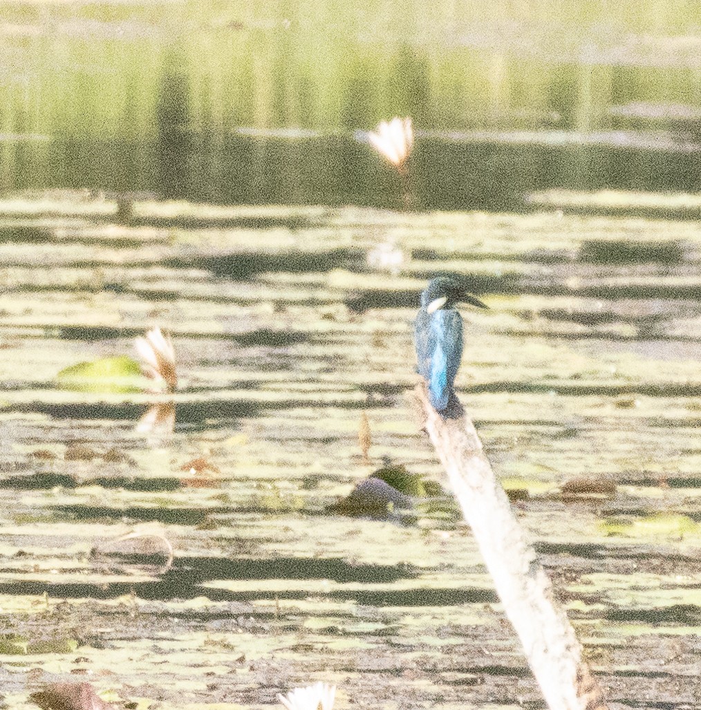 Common Kingfisher - ML646279446