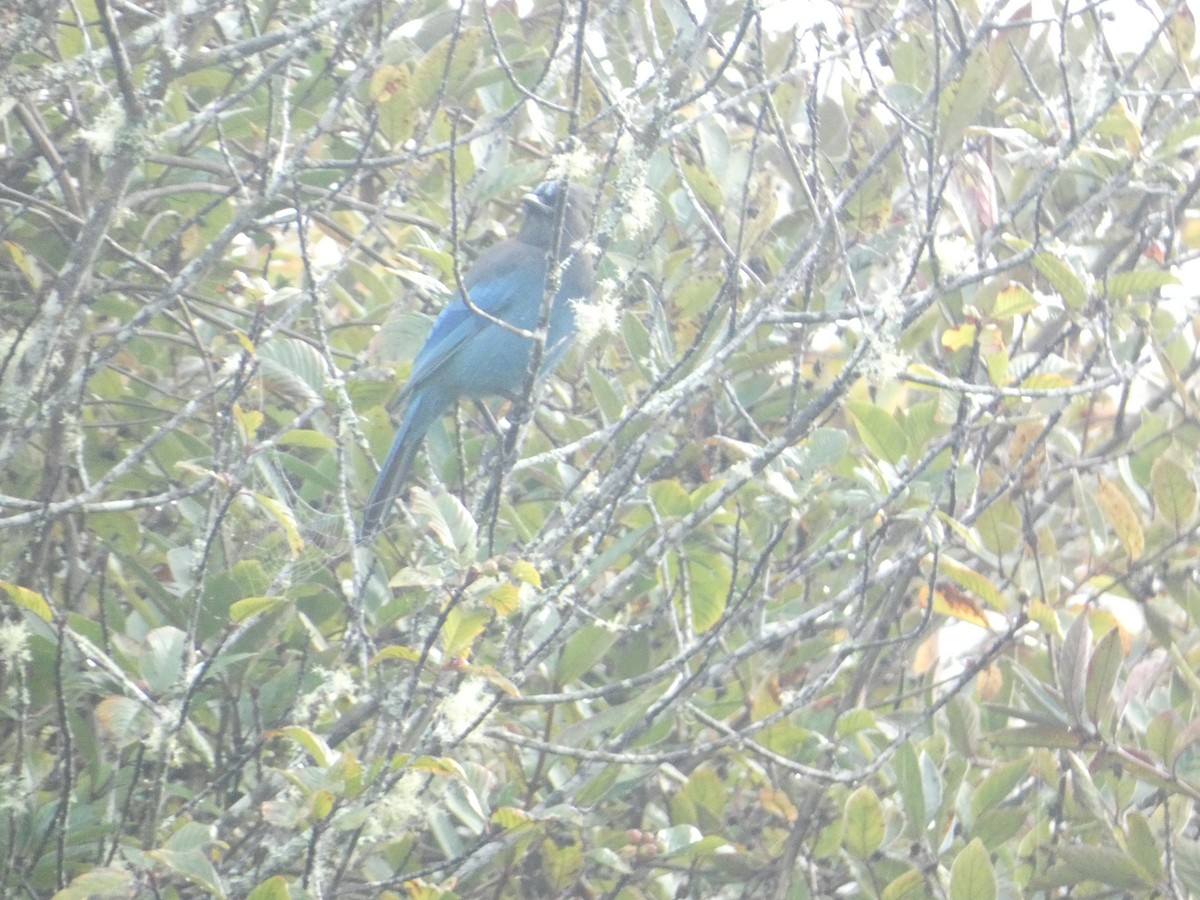 Steller's Jay - ML646279447