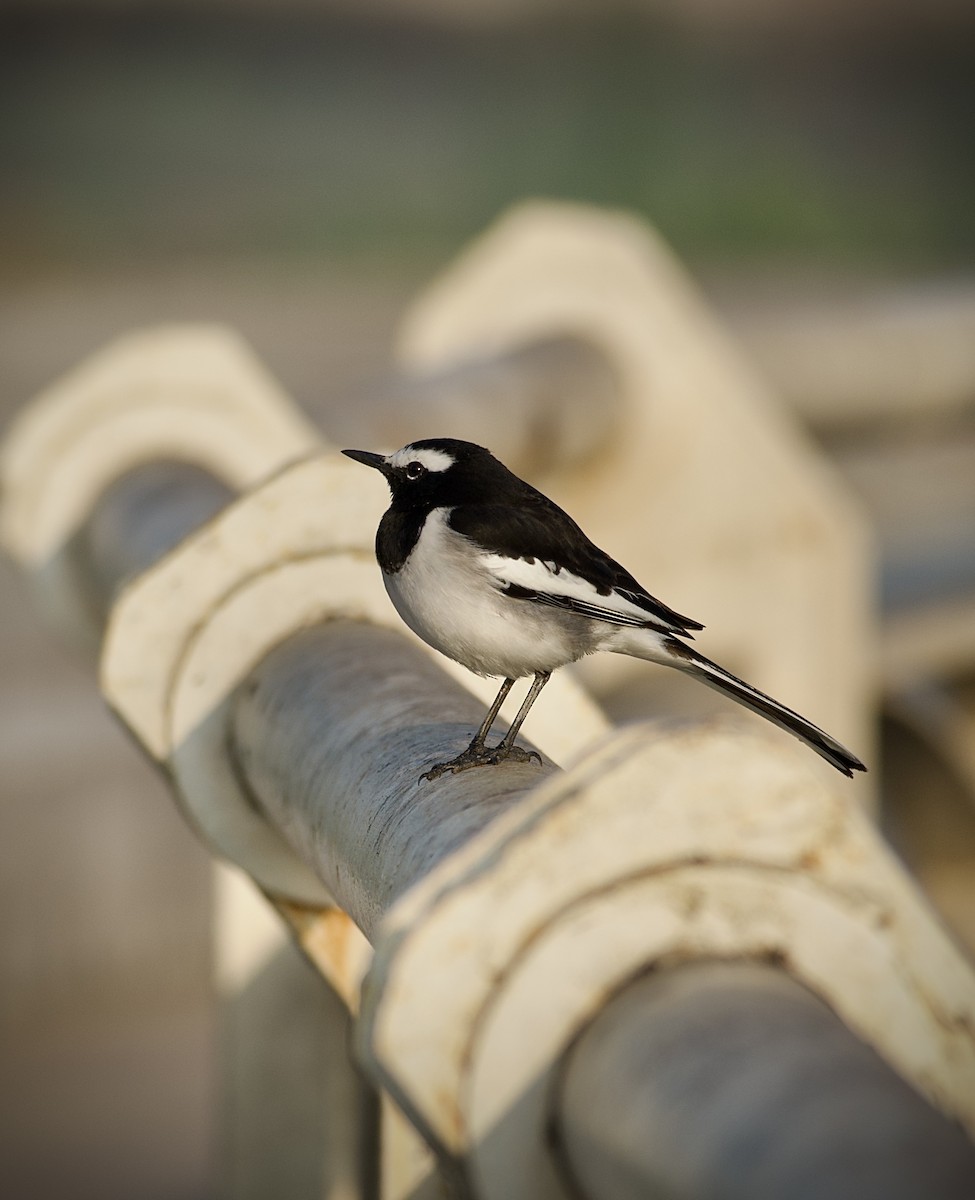 White Wagtail - ML646279450