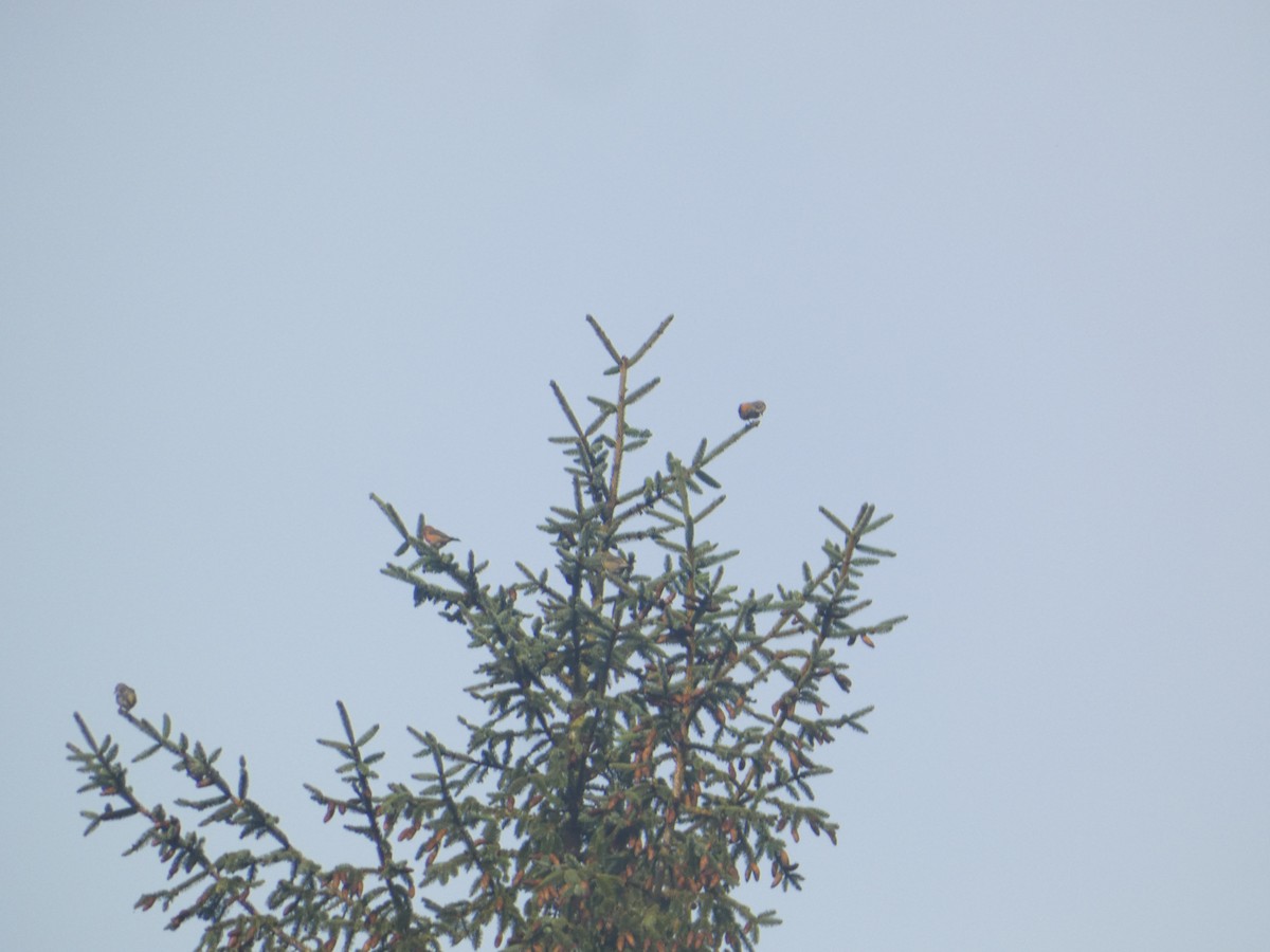 Mokoker arrunta - ML646279451