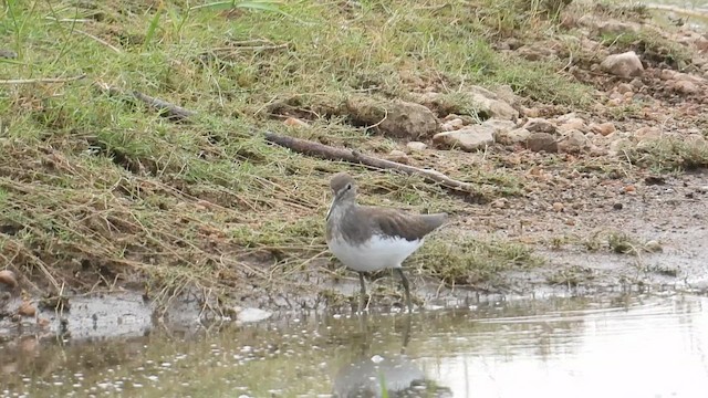 Green Sandpiper - ML646279452