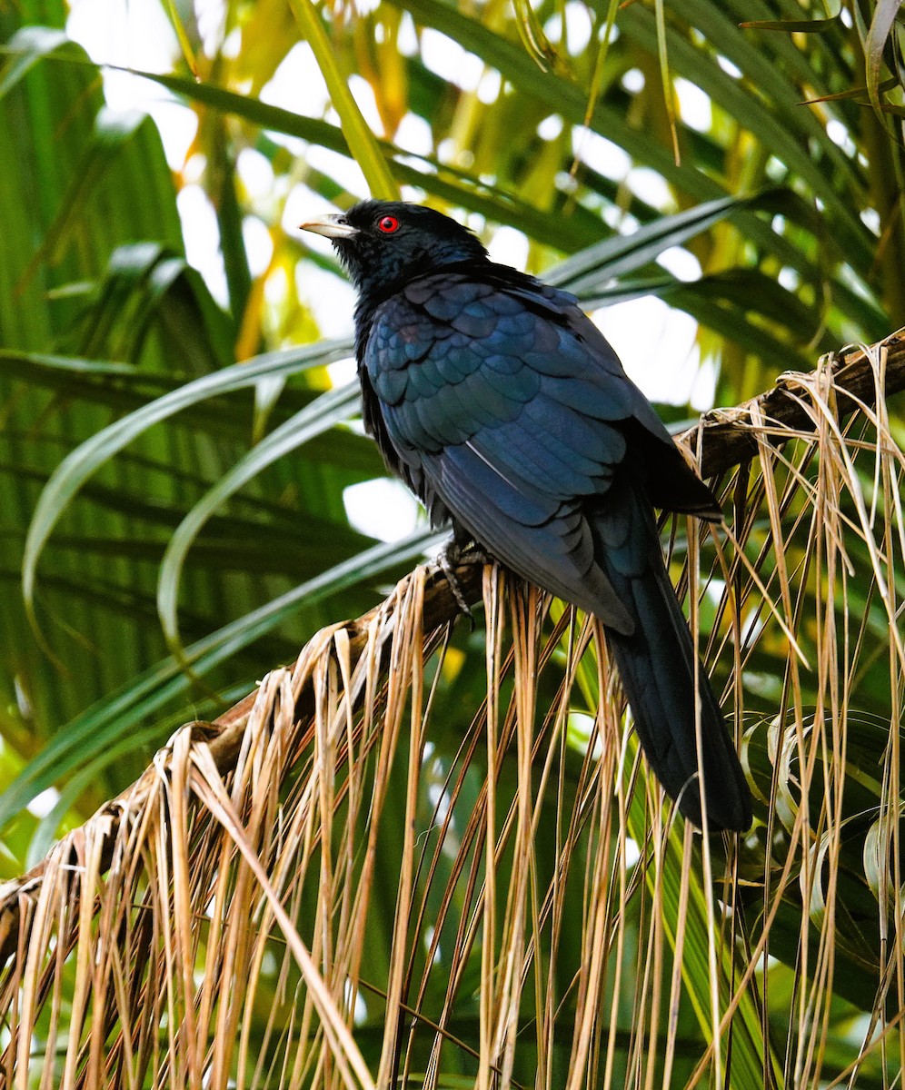 Pacific Koel - ML646279453