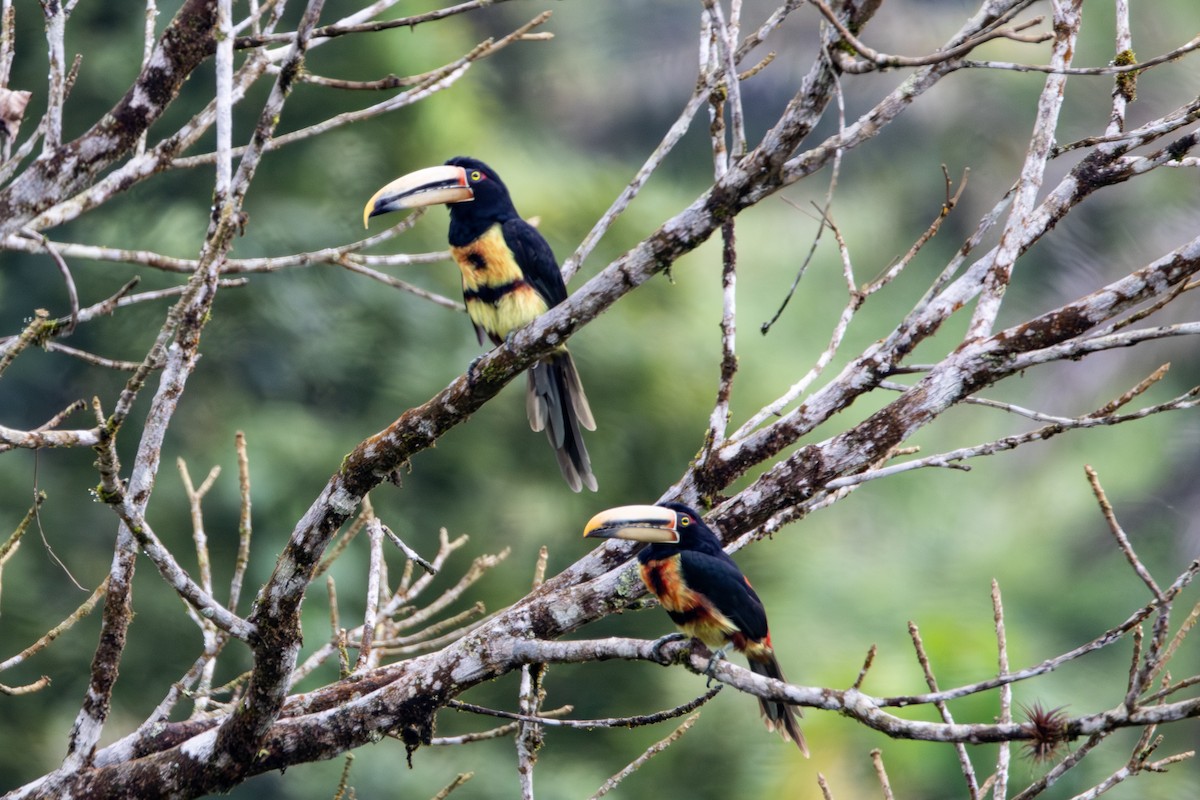 Pale-mandibled Aracari - ML646279454