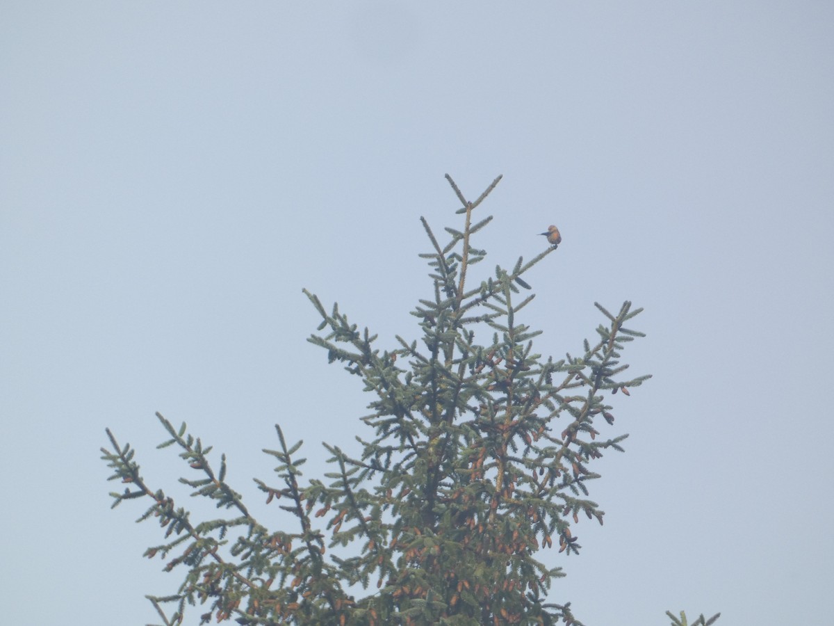 Mokoker arrunta - ML646279455