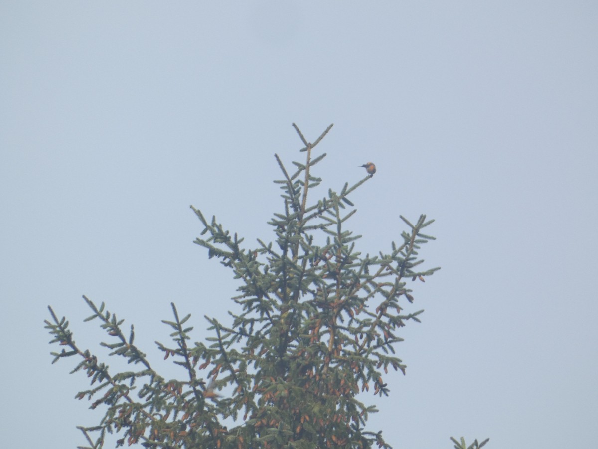 Mokoker arrunta - ML646279456