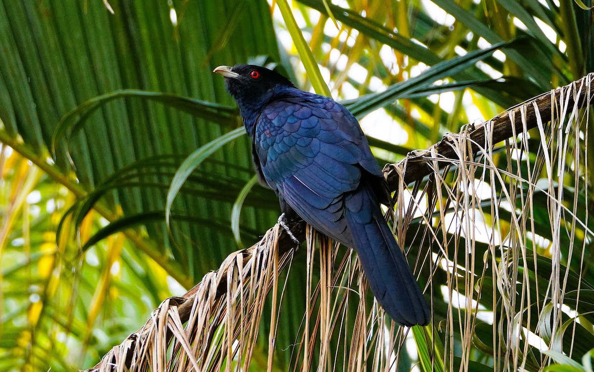 Pacific Koel - ML646279457