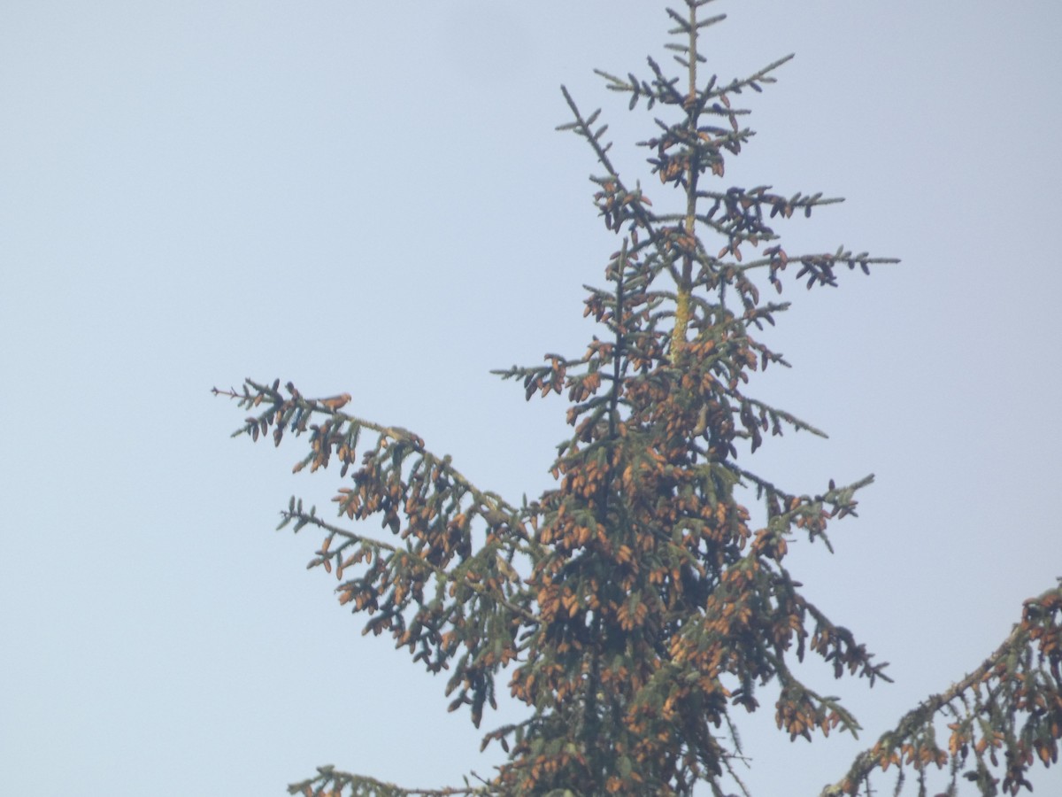 Mokoker arrunta - ML646279459