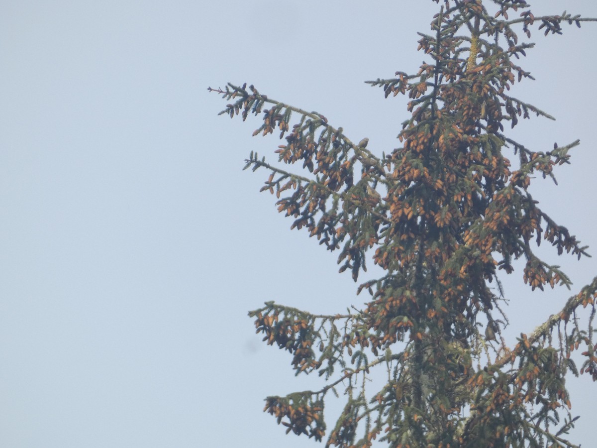 Mokoker arrunta - ML646279461