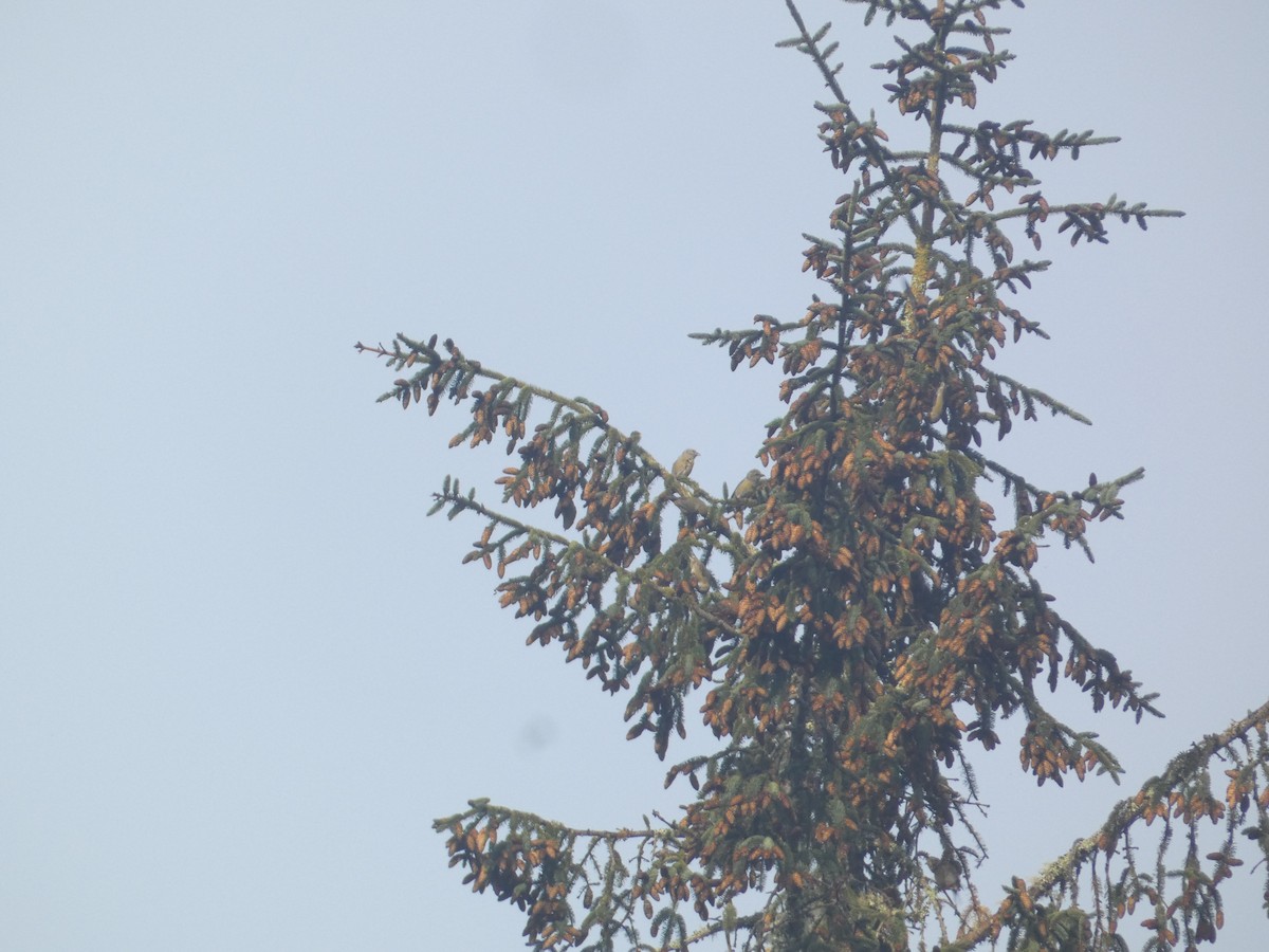 Mokoker arrunta - ML646279462