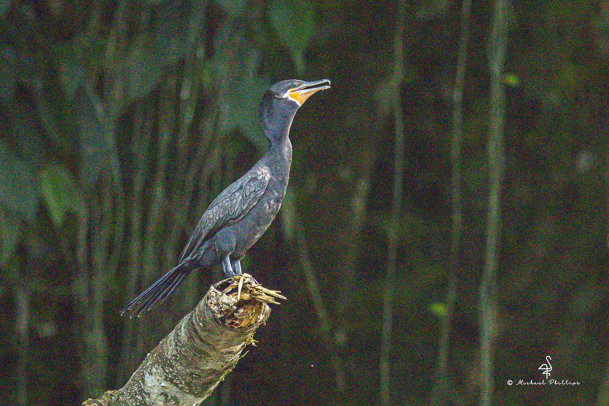 Neotropic Cormorant - ML646279464