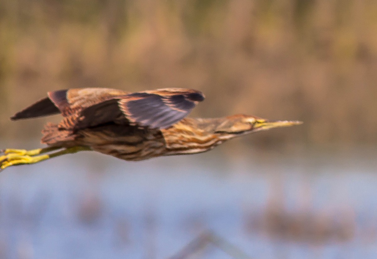 Txori zezen amerikarra - ML646279465