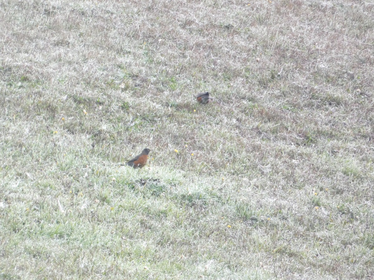 Zozo papargorria - ML646279466