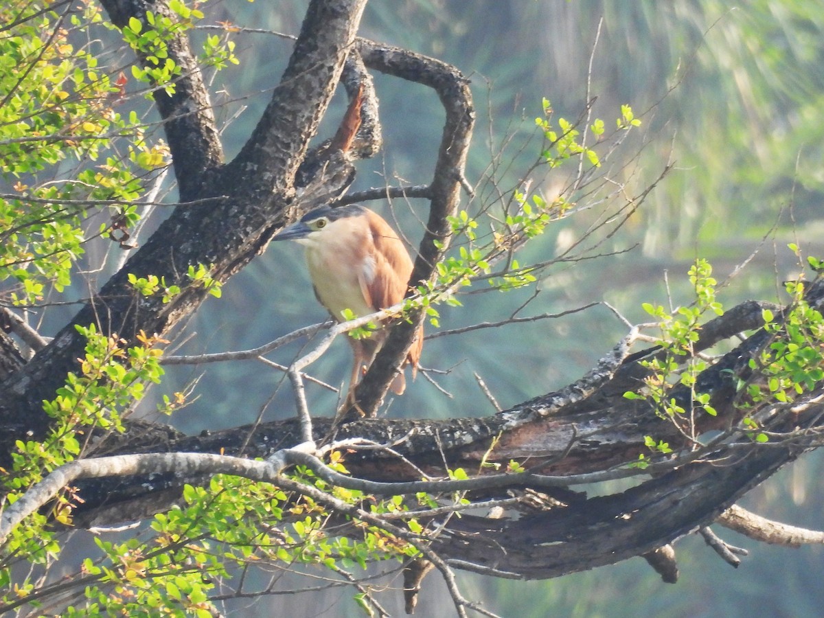Nankeen Night Heron - ML646279467