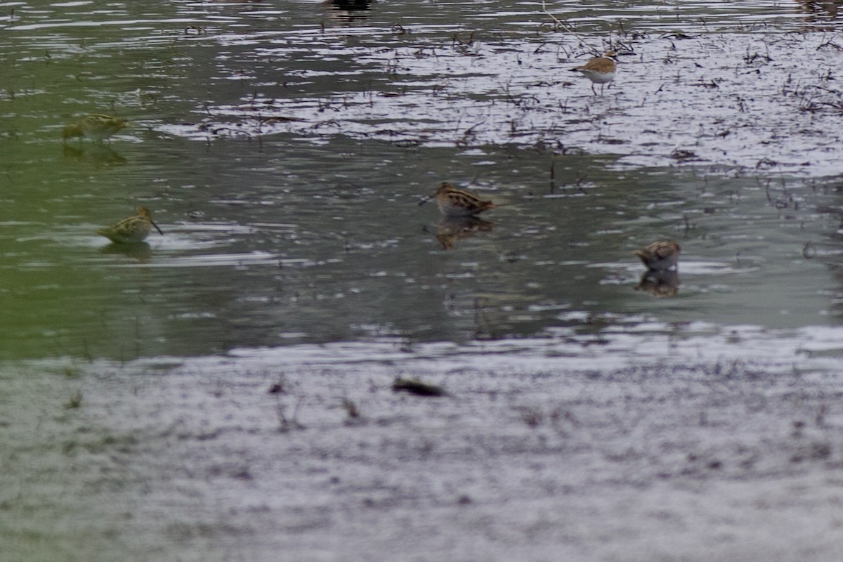 Wilson istingorra - ML646279468