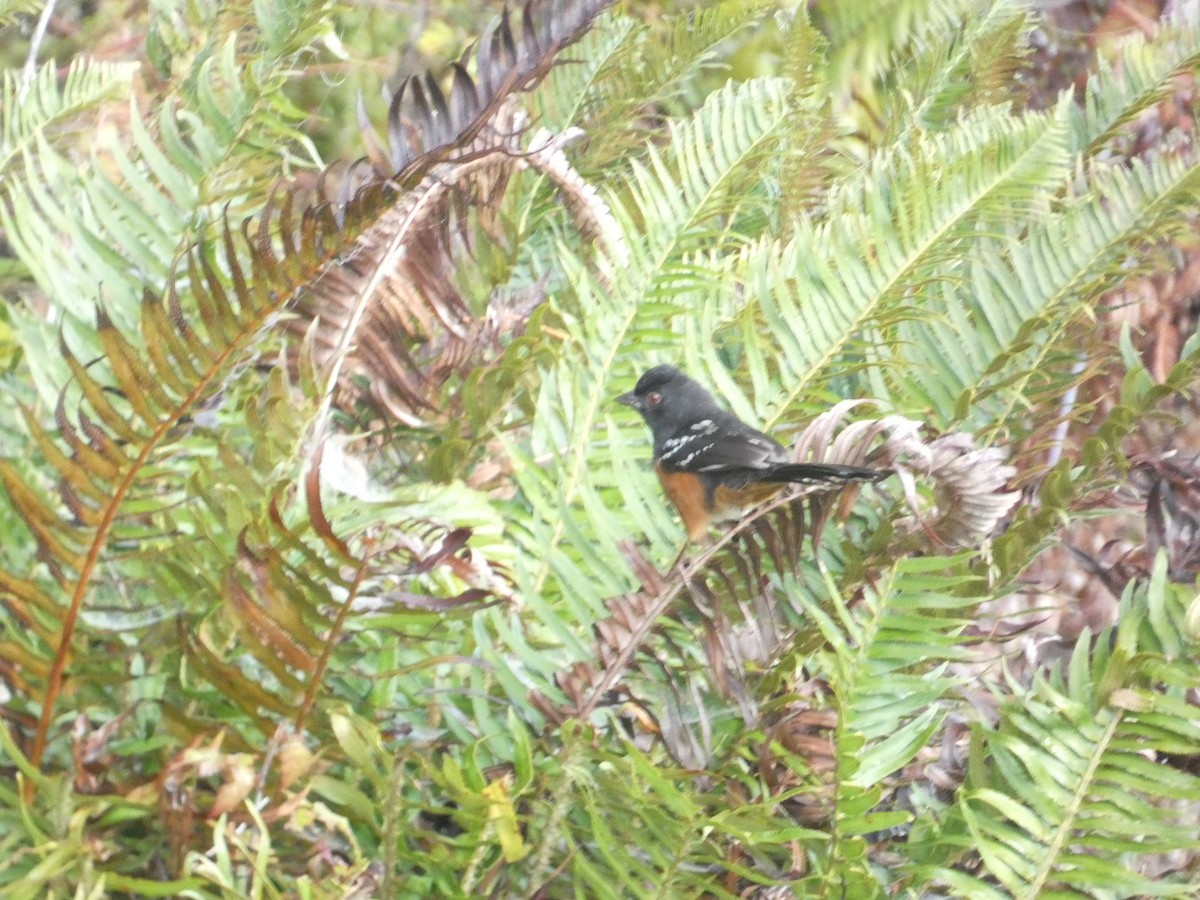 Spotted Towhee - ML646279469