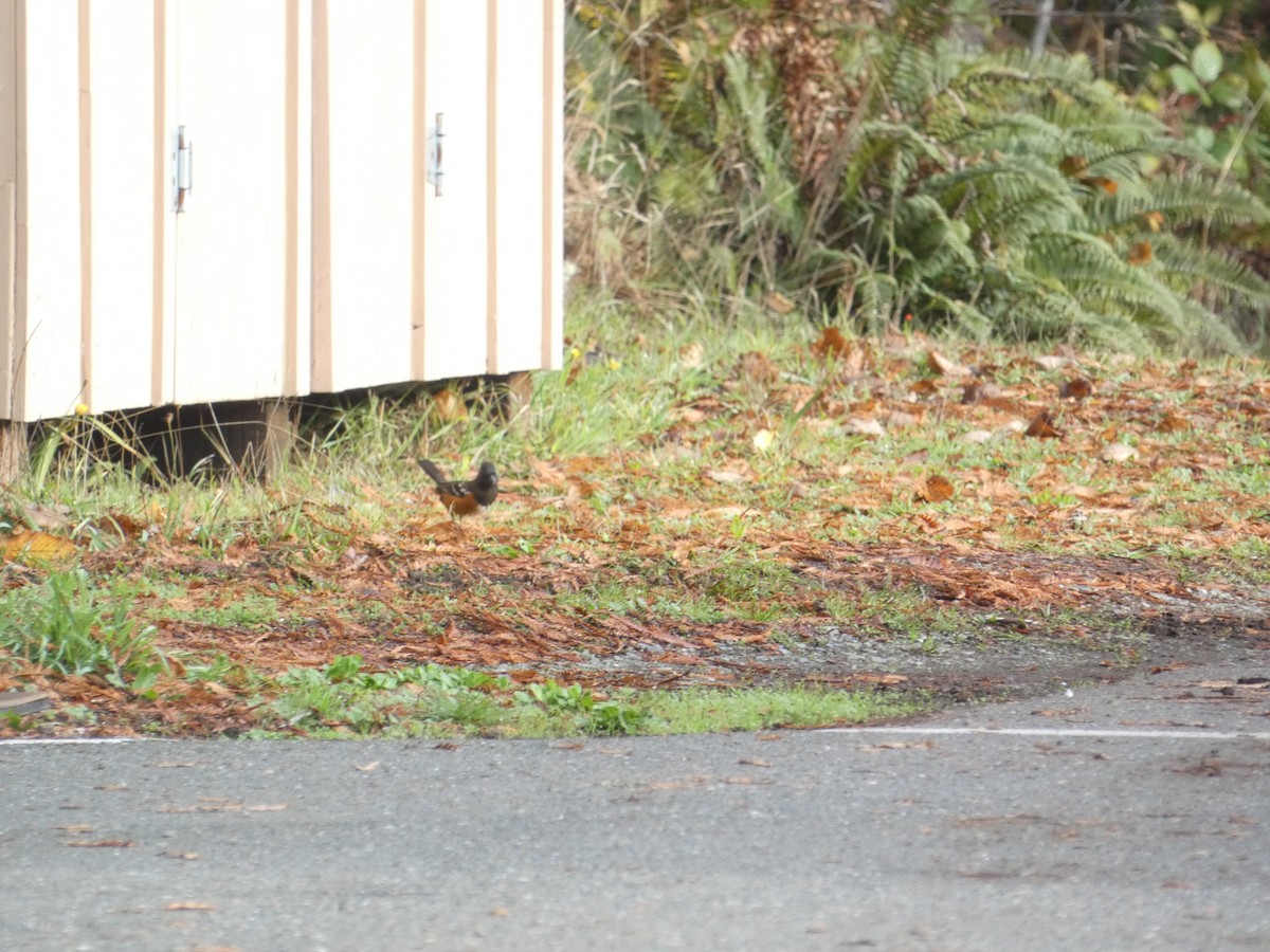 Spotted Towhee - ML646279470