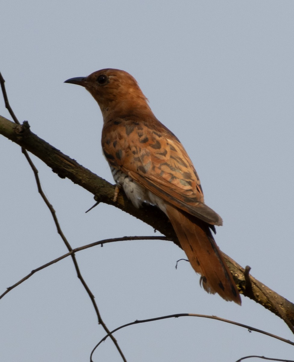 Gray-bellied Cuckoo - ML646279472