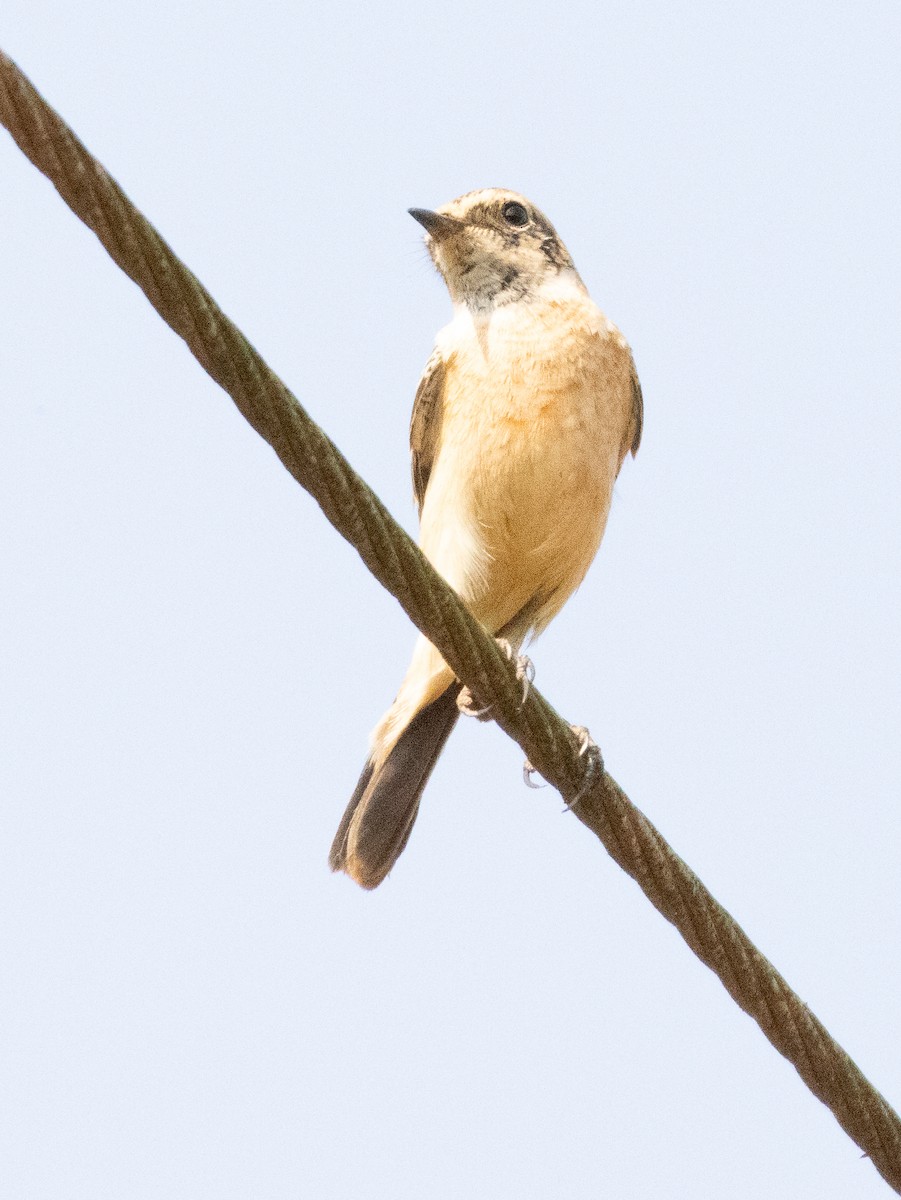 Pitxartxar siberiarra - ML646279473