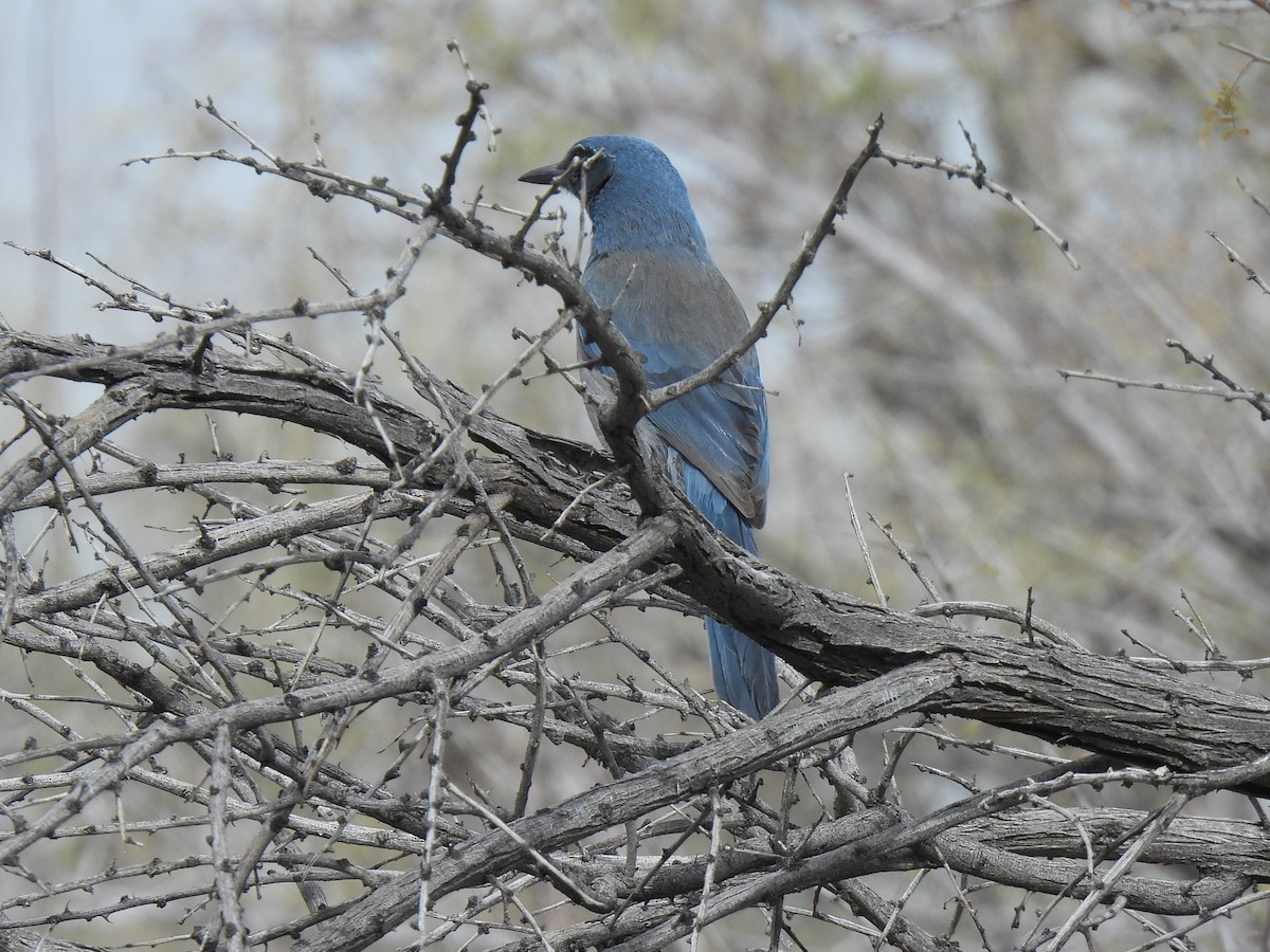 Woodhouse's Scrub-Jay - ML646279475