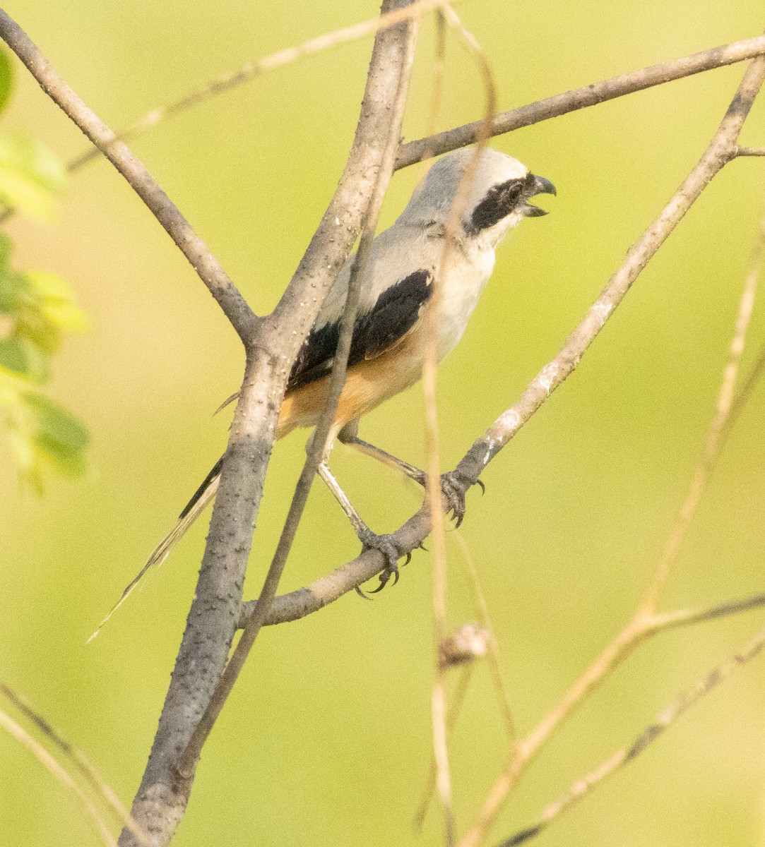 Antzandobi isats-luzea - ML646279476